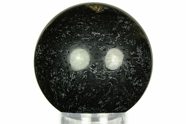 Polished Petrified Palm Wood Sphere - Indonesia #311561